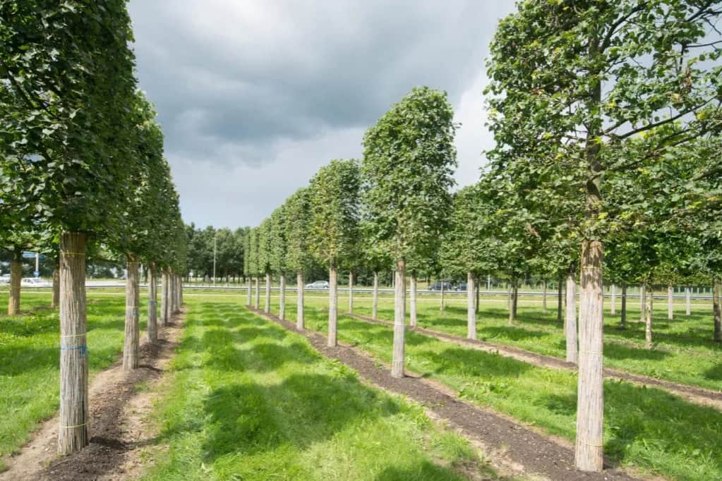 Drzewa na osiedle: wybierz gatunki idealne i uniknij błędów